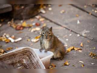 China trains six squirrels to search for drugs