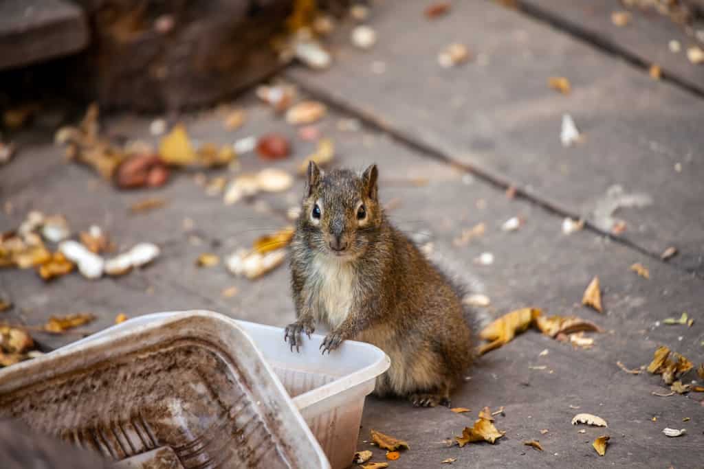 China trains six squirrels to search for drugs
