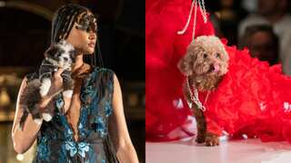 Rescue dogs sashay down the catwalk at New York Fashion Week, delight audience: Watch