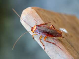 Valentine’s Day: Name a bug after your ex