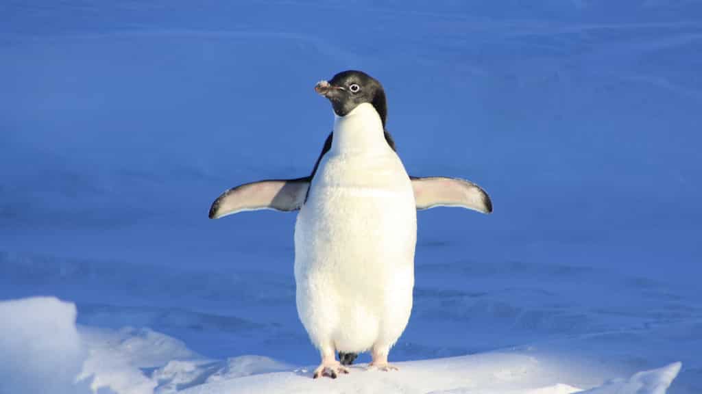 Scientists discover fossil of giant 150kg penguin that walked the Earth 57 million years ago