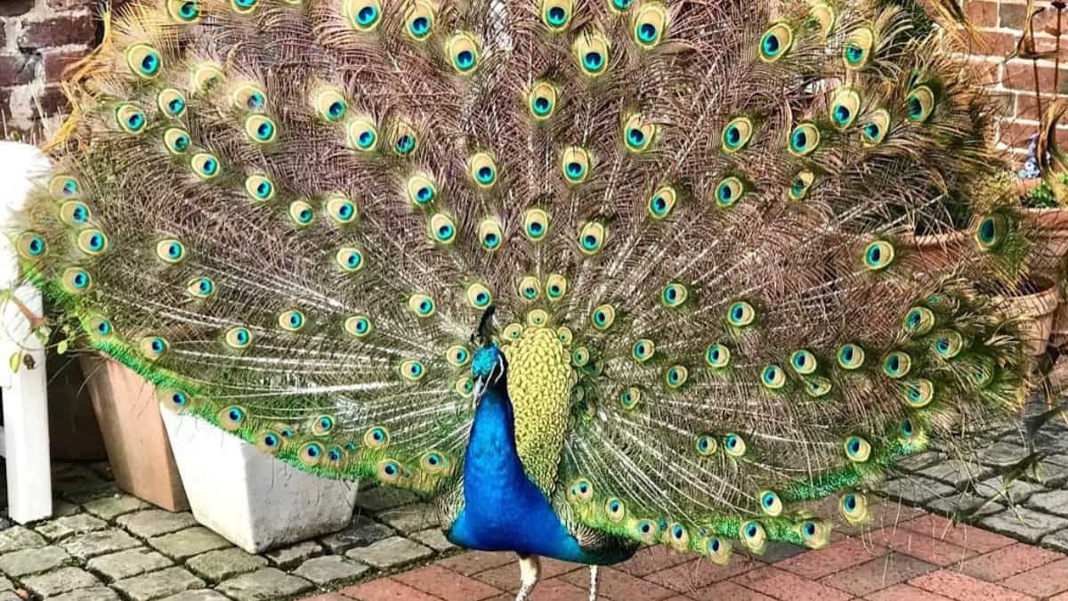 Peacock faces car park ban after 'trashing' BMW
