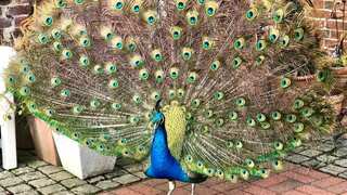 Peacock faces car park ban after 'trashing' BMW