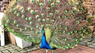 Peacock faces car park ban after 'trashing' BMW