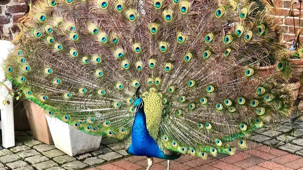 Peacock faces car park ban after 'trashing' BMW