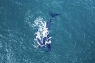 Study shows deep-sea mining could disrupt a whale's ability to communicate