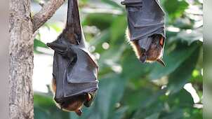 Gravitas: Equatorial Guinea reports 9 Marburg deaths. WHO calls for an emergency meeting