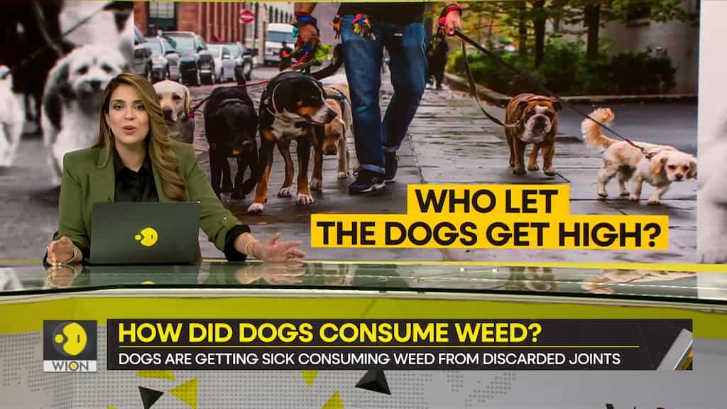 Gravitas: Meet the stoned Dogs of New York