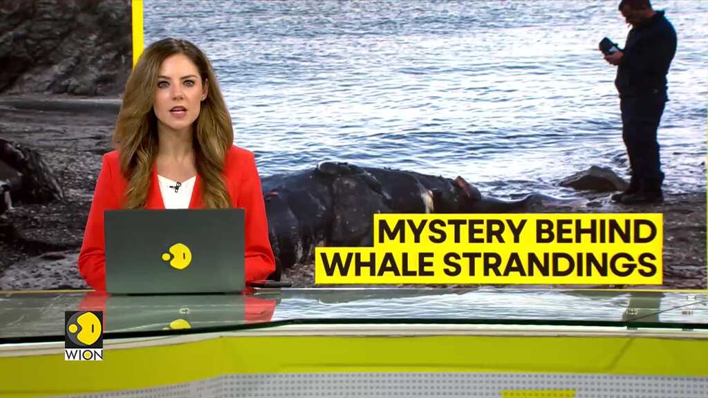 The mystery behind Whale strandings on shores of Cyprus