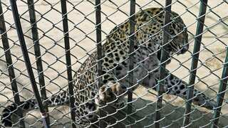 Pakistan: Pet leopard roams streets for hours before being caught