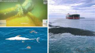 Australia: Energy giant Santos accused of covering up dolphin deaths after oil spill