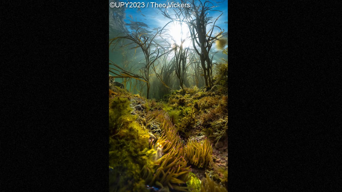 Most Promising British Underwater Photographer of the Year 2023
