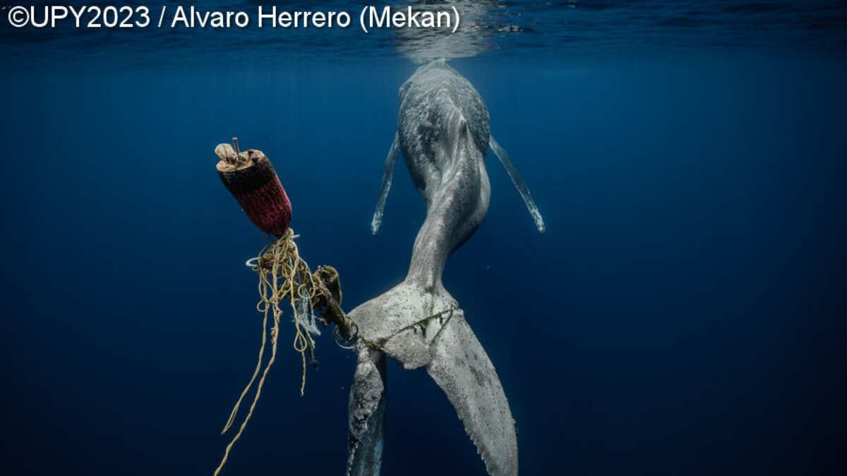 ‘Save Our Seas Foundation’ Marine Conservation Photographer of the Year 2023