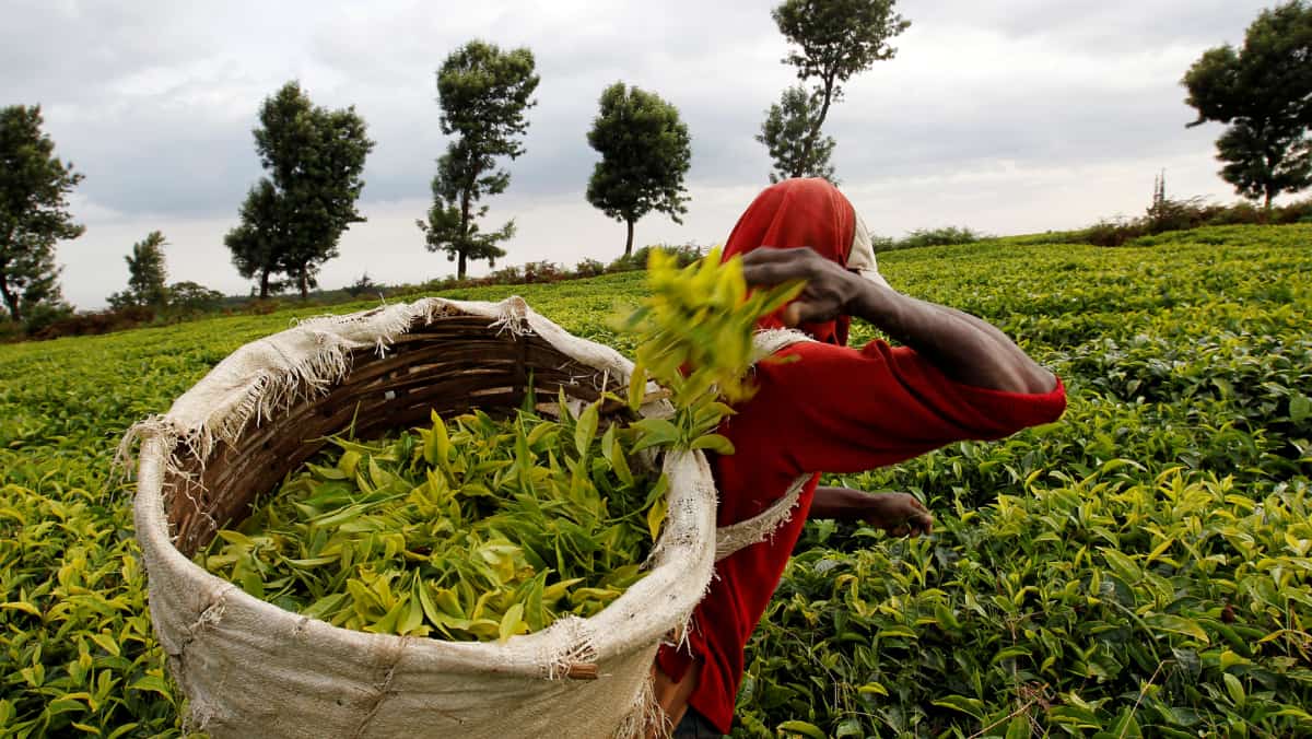 Undercover investigation reveals women's sexual abuse on British-owned Kenyan tea farms