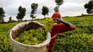 Undercover investigation reveals women's sexual abuse on British-owned Kenyan tea farms