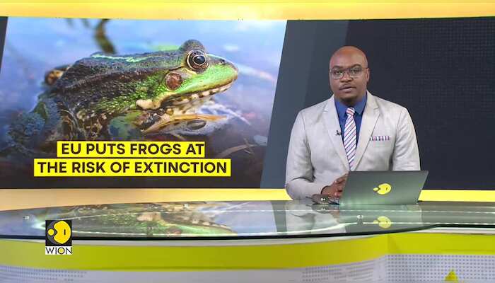 EU puts frogs at the risk of extinction