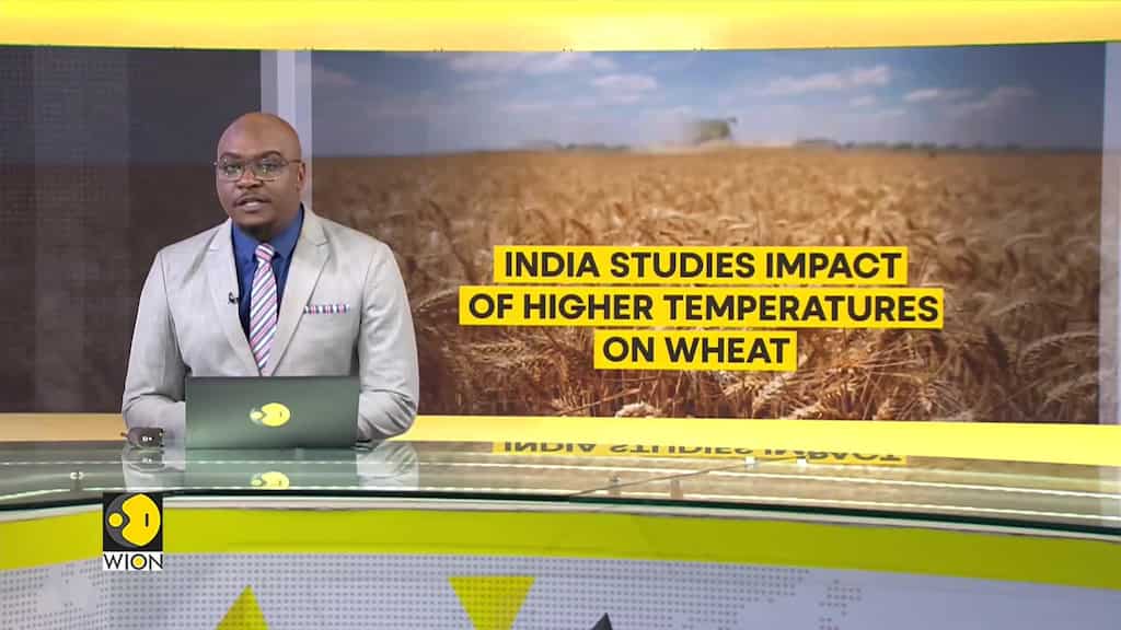 India studies impact of higher temperature on wheat