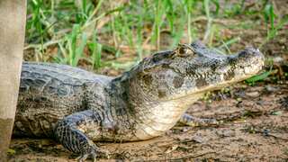 Florida woman killed by alligator; another alligator with mouth taped shut rescued in Florida
