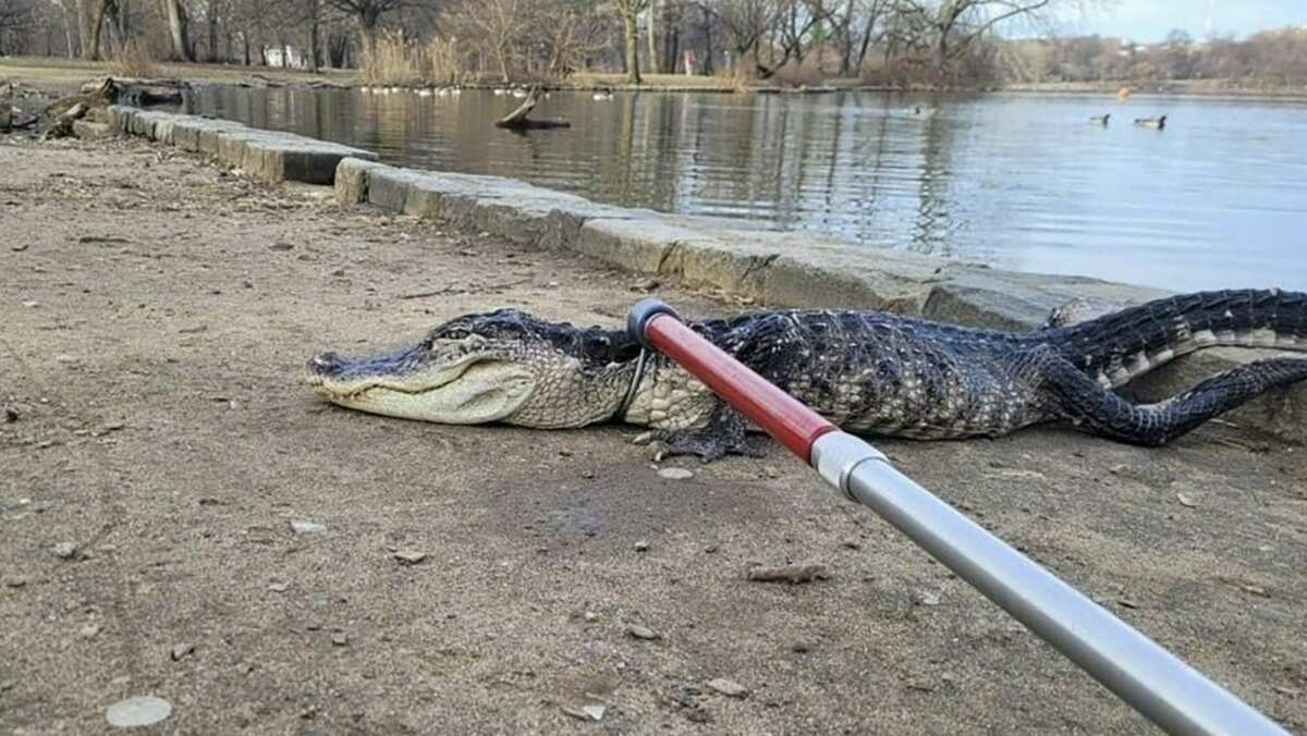 'Godzilla' captured: Rangers catch 'cold shocked' alligator in New York park 'Godzilla' captured: Rangers catch 'cold shocked' alligator in New York park