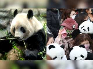 Tears flow as Japan sends Xiang Xiang the giant panda 'home' to China