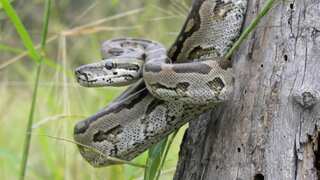 Python grabs woman in Thailand, grips her for two hours before she was freed