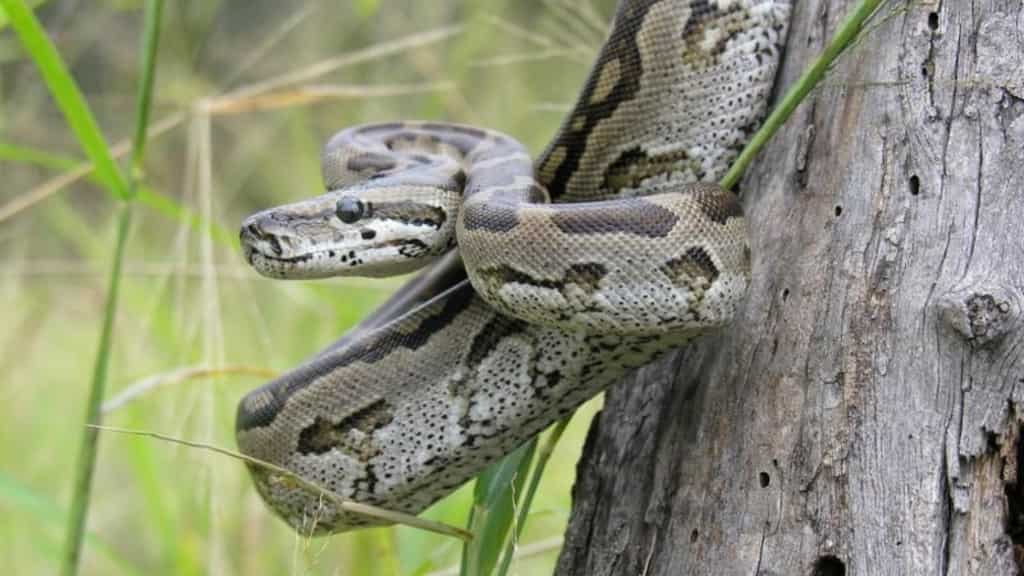Researchers in Florida track down invasive pythons by strapping their prey with GPS collars