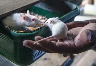 Research says 30 mice cured of Alzheimer's using newly developed molecule