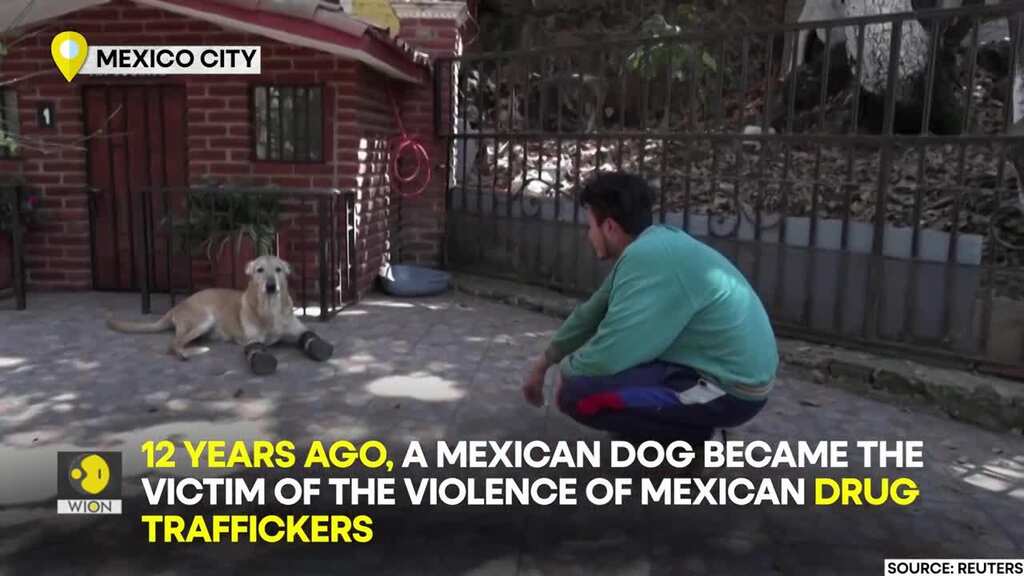 Meet Pay de Limon, a dog rescued from the torture of criminal groups