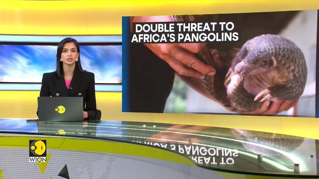 Double threat to Africa's Pangolins | WION Climate Tracker
