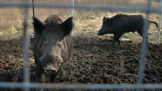 How Canadian invasive 'super pigs' are threatening flora and fauna in the US? Know everything