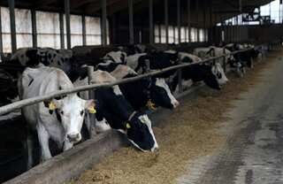 Mad Cow disease emerges in Brazil as the country halts beef exports to China