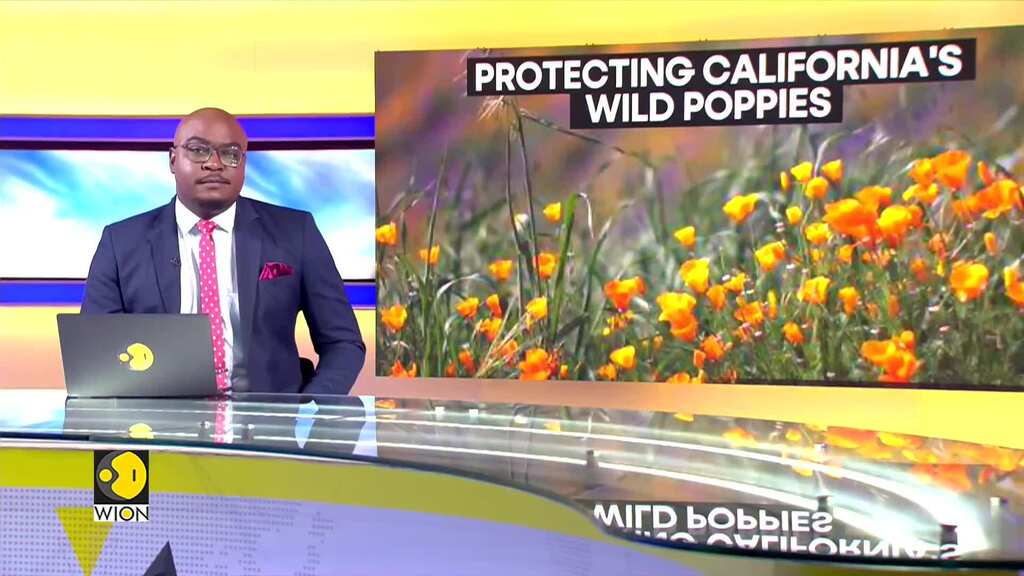 Protecting California's wild poppies