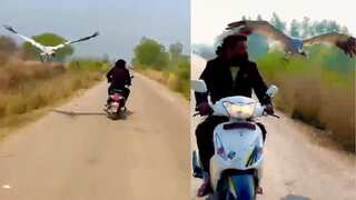 Watch | Sarus crane rescued by Indian man refuses to leave his side