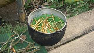 What is Ayahuasca? Powerful hallucinogenic concoction said to open doors to 'spirit' world