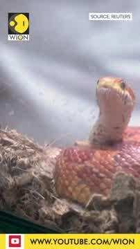 Malaysia's first reptile Cafe
