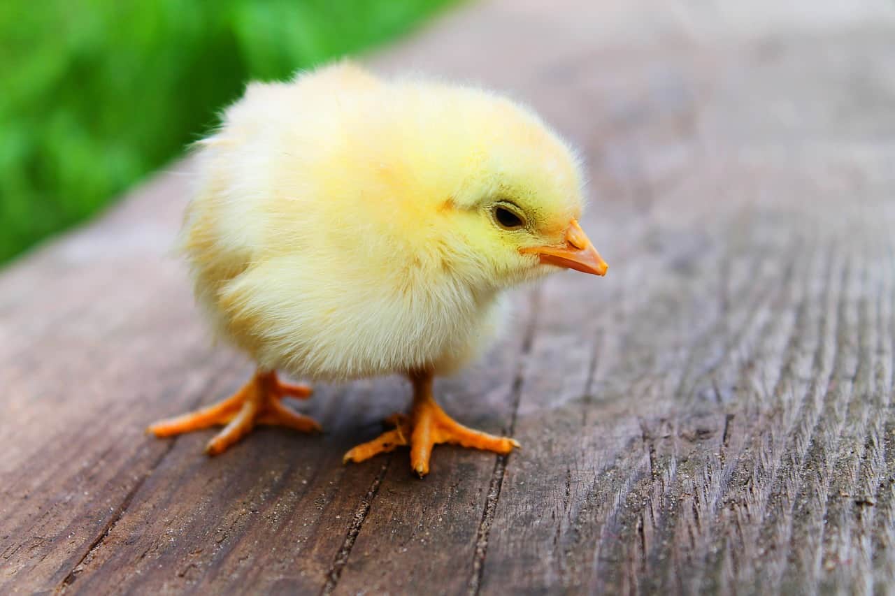 China running short of baby chicks due to global bird flu outbreak: Report