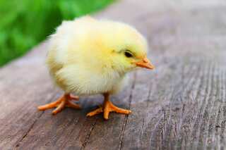China running short of baby chicks due to global bird flu outbreak: Report