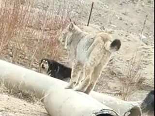 Himalayan Lynx or Cougar? Video shows rare animal spotted in Ladakh, netizens in awe. Watch!