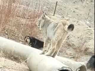 Himalayan Lynx or Cougar? Video shows rare animal spotted in Ladakh, netizens in awe. Watch!