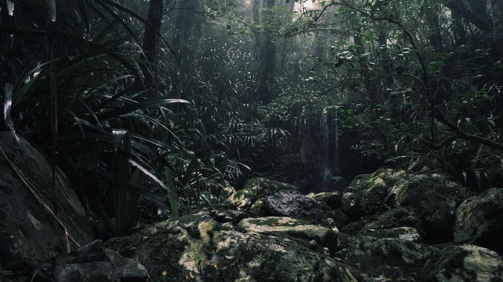 'Ate worms, drank urine': Man tells a tale of survival in Amazon forest for 31 days