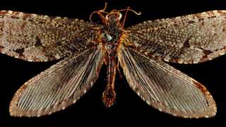 Jurassic-era giant insect reappears outside Walmart in Arkansas