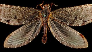 Jurassic-era giant insect reappears outside Walmart in Arkansas