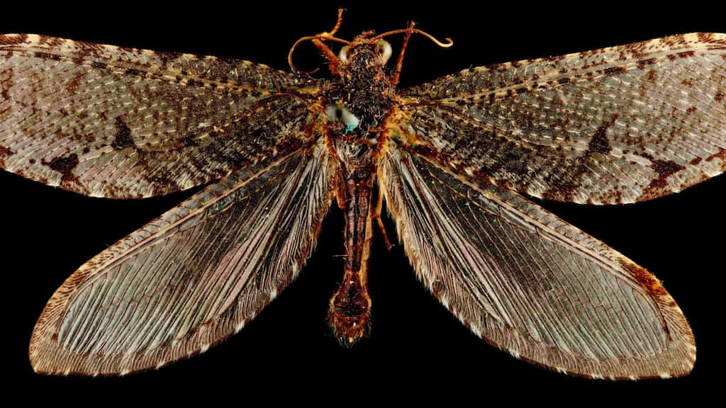 Jurassic-era giant insect reappears outside Walmart in Arkansas