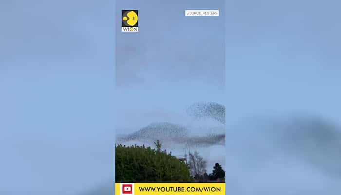 Starlings create murmuration over the UK sky I WION Shorts