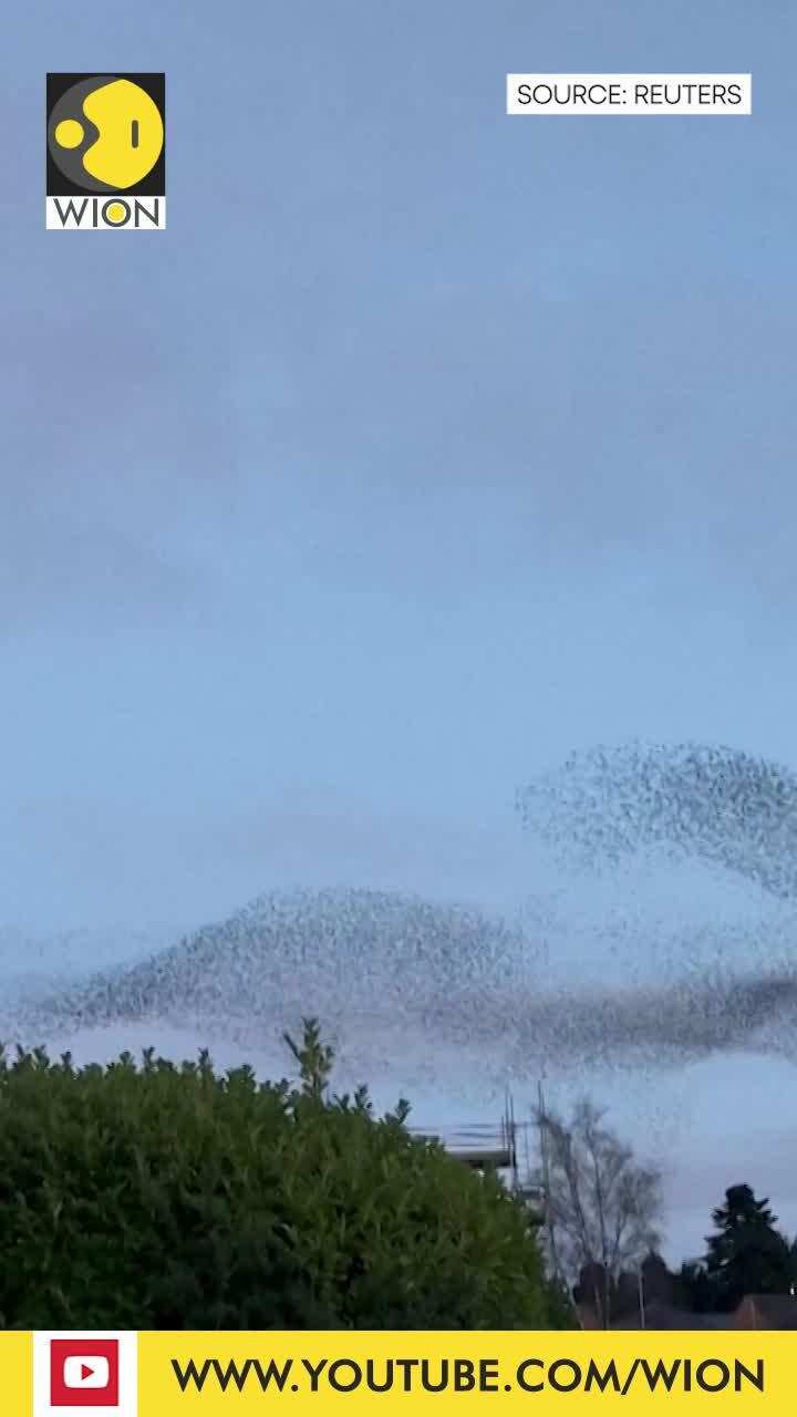 Starlings create murmuration over the UK sky I WION Shorts