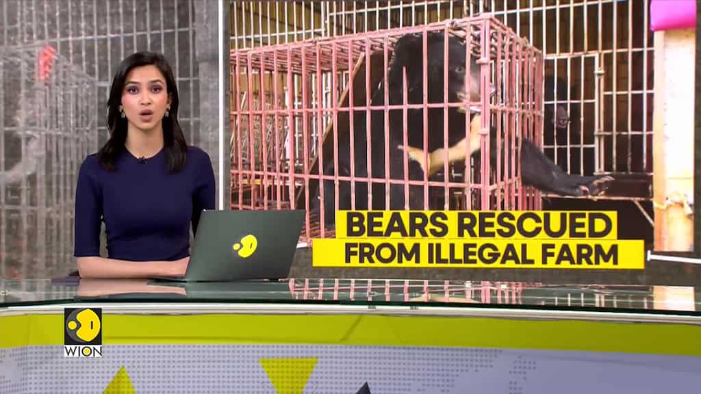 Vietnam: Mission to save moon bears; five bears rescued from illegal farm | WION Climate Tracker