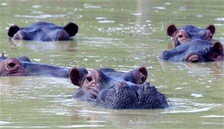 Colombia mulling to send Pablo Escobar’s hippos to India, Mexico Colombia mulling to send Pablo Escobar’s hippos to India, Mexico