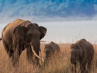 World Wildlife Day 2023: History, significance & world's most endangered species everyone should know about