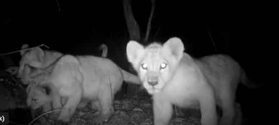 West African lions can be saved from extinction. Here's how