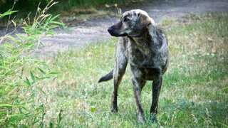 Dogs of Chernobyl: Scientists look for genetic effects of radiation in canines around the nuclear plant